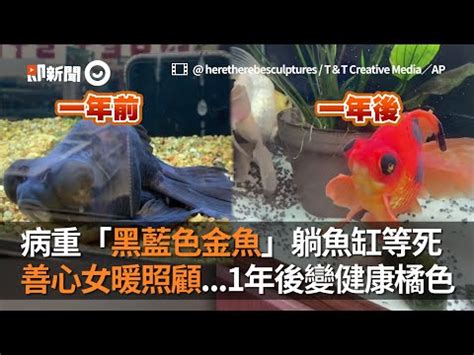 黑牡丹金魚風水|黑金魚風水：招財必看